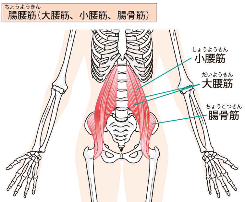 腸腰筋を鍛えるトレーニングで女性の悩みを解決 藤接骨院グループ