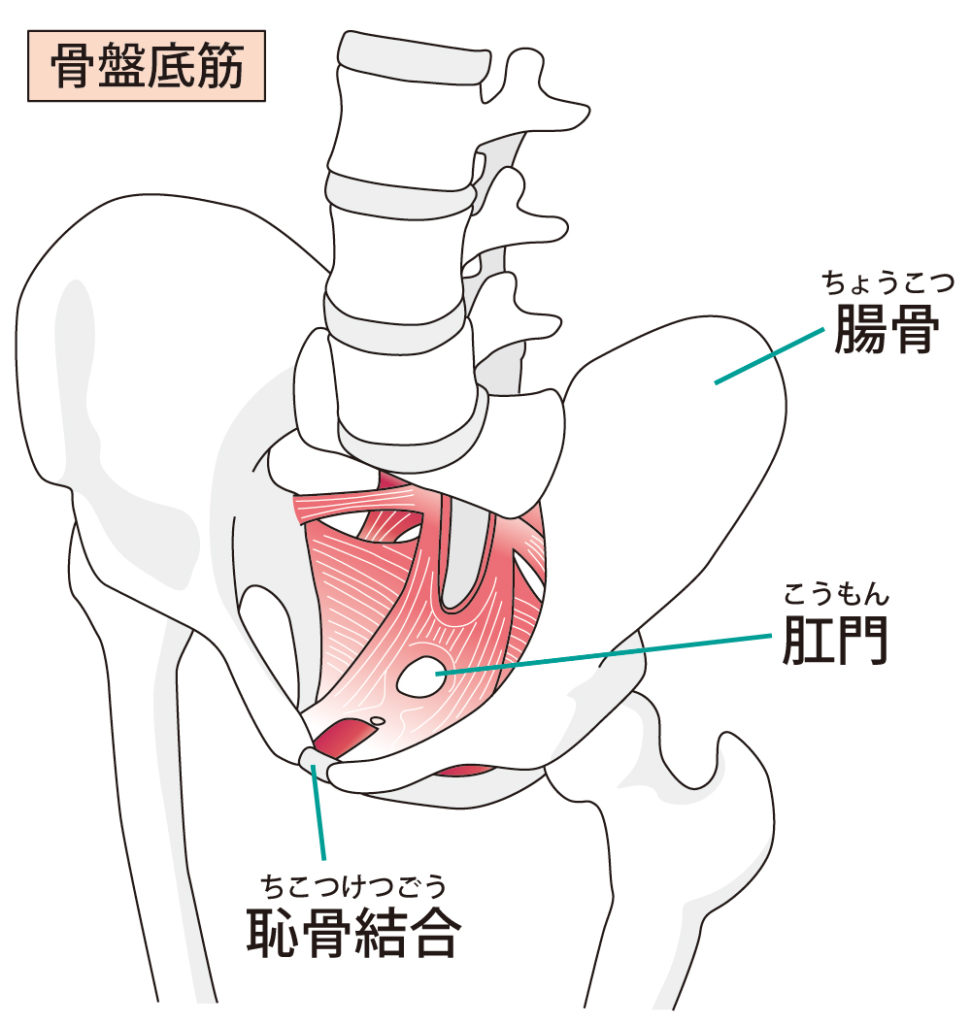 恥骨 痛 いつまで 産後